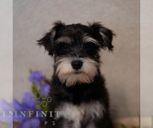 Schnauzer (Miniature) Puppy for sale in MIFFLINBURG, PA, USA