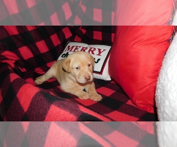 Medium Photo #2 Labrador Retriever Puppy For Sale in NEENAH, WI, USA