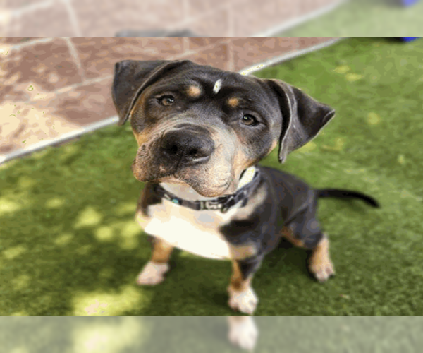 Medium Photo #5 Staffordshire Bull Terrier-Unknown Mix Puppy For Sale in Princeton, MN, USA