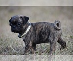 Small #1 Pug