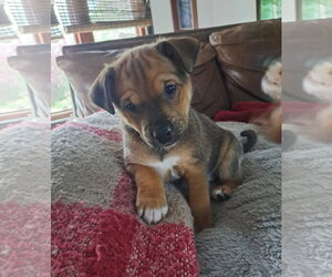 Chihuahua-Unknown Mix Dogs for adoption in Grafton, WI, USA