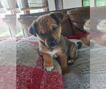 Small Chihuahua Mix