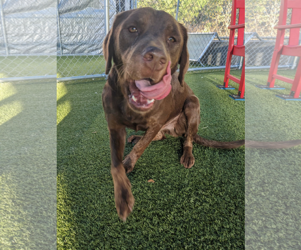 Medium Photo #1 Labrador Retriever-Unknown Mix Puppy For Sale in NEWPORT NH, NH, USA