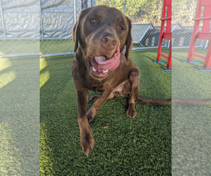 Labrador Retriever-Unknown Mix Dogs for adoption in NEWPORT NH, NH, USA