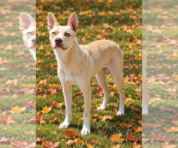 Medium Photo #5 Mutt Puppy For Sale in Talladega, AL, USA