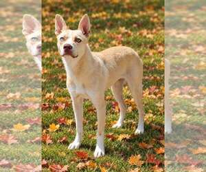Cashmere 26/683 - Male Mutt Dog for Adoption - Photo #5