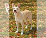 Small Photo #5 Mutt Puppy For Sale in Talladega, AL, USA