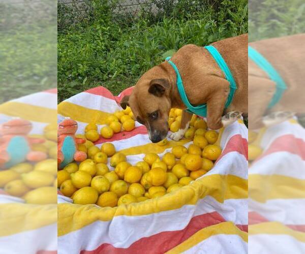 Medium Photo #2 Mutt Puppy For Sale in Poplar Bluff, MO, USA