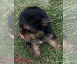 Small #1 Yorkshire Terrier