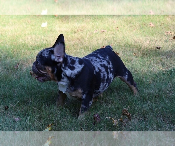 Medium Photo #4 French Bulldog Puppy For Sale in LAWRENCEVILLE, GA, USA