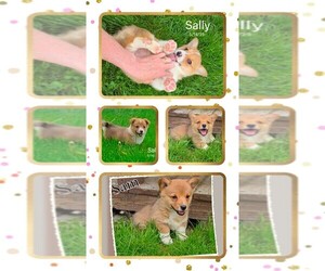 Pembroke Welsh Corgi Puppy for sale in CLARE, MI, USA