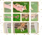 Small Pembroke Welsh Corgi