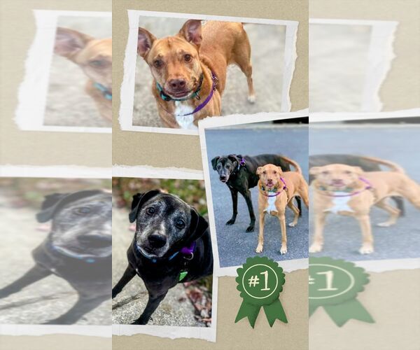 Medium Photo #3  Puppy For Sale in , 