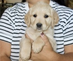 Puppy La Plata Purple Golden Retriever