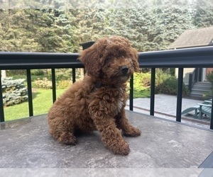 Poodle (Toy) Puppy for sale in MIDDLETOWN, NY, USA