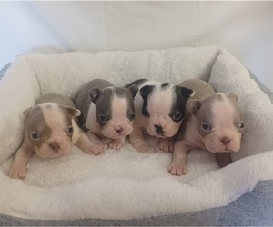 Boston Terrier Puppy for sale in SHARPSBURG, KY, USA