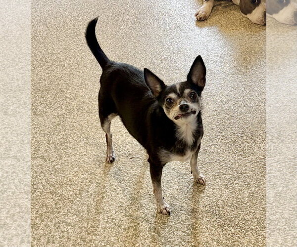 Medium Photo #9 Chihuahua-Unknown Mix Puppy For Sale in St. Louis Park, MN, USA