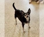 Small #8 Chihuahua Mix