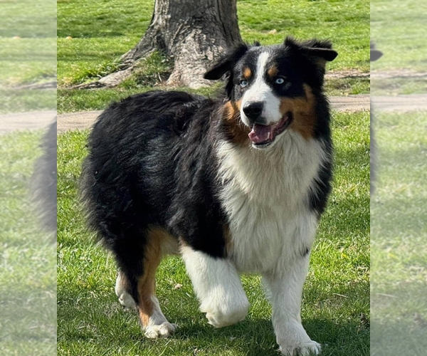 Medium Photo #1 Australian Shepherd Puppy For Sale in LODA, IL, USA