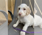 Puppy 6 Poodle (Standard)-Shepadoodle Mix