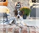Small #2 Australian Cattle Dog