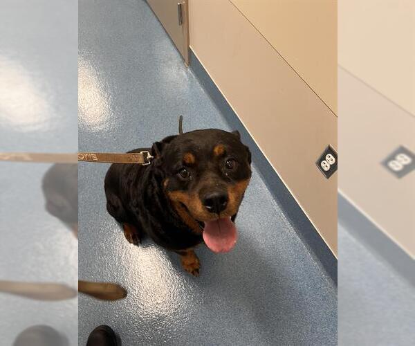 Medium Photo #1 Rottweiler Puppy For Sale in Pearland, TX, USA