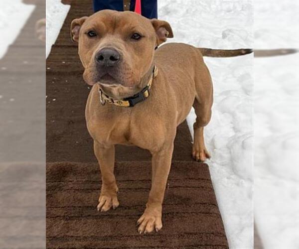 Medium Photo #3 Mutt Puppy For Sale in Newton, NC, USA