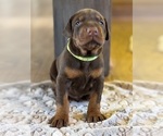 Puppy Lime Male Doberman Pinscher