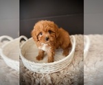Small #3 Cavapoo