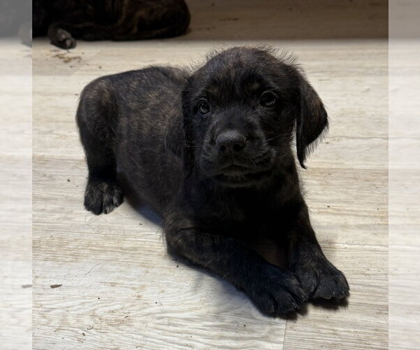 Medium Photo #2 Golden Retriever-Unknown Mix Puppy For Sale in Bolivar, MO, USA