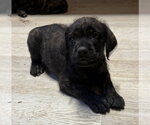 Small #1 Golden Retriever Mix