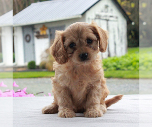 Cavalier King Charles Spaniel-Poodle (Toy) Mix Puppy for sale in COCHRANVILLE, PA, USA