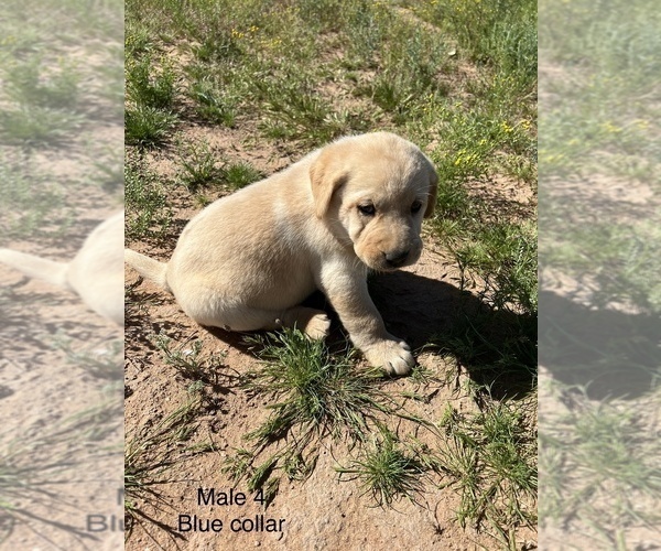 Medium Photo #2 Labrador Retriever Puppy For Sale in CASA GRANDE, AZ, USA
