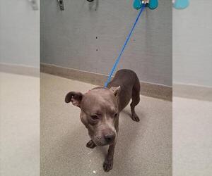 American Pit Bull Terrier-Unknown Mix Dogs for adoption in Las Vegas, NV, USA