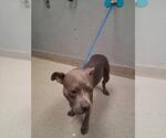 Small American Pit Bull Terrier Mix