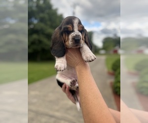 Basset Hound Puppy for sale in DALTON, GA, USA