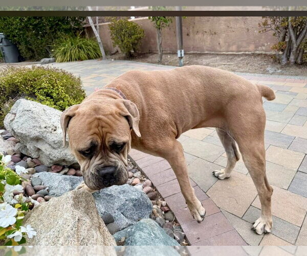Medium Photo #7 Bullmastiff Puppy For Sale in Goodyear, AZ, USA