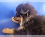 Image preview for Ad Listing. Nickname: Litter of 4