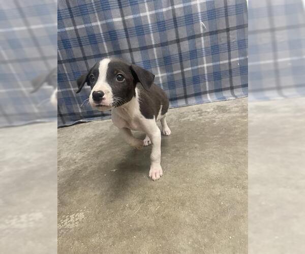Medium Photo #1 Labrador Retriever Puppy For Sale in Rosenberg, TX, USA