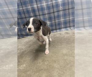 Labrador Retriever Dogs for adoption in Rosenberg, TX, USA