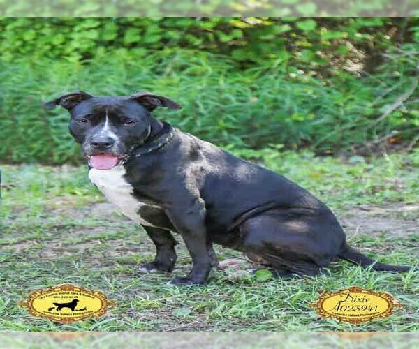 Medium Photo #1 Bulldog Puppy For Sale in Green Cove Springs, FL, USA