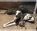 Small Photo #2 Great Dane Puppy For Sale in DIGHTON, MA, USA