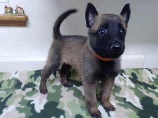 Medium Belgian Malinois