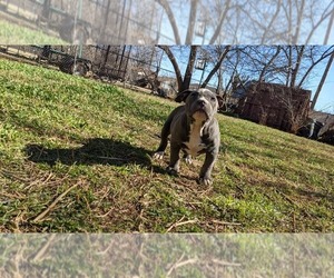 American Bully Puppy for sale in ALTUS, OK, USA