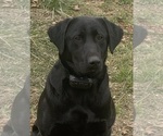 Small Photo #1 Labrador Retriever Puppy For Sale in CORVALLIS, OR, USA