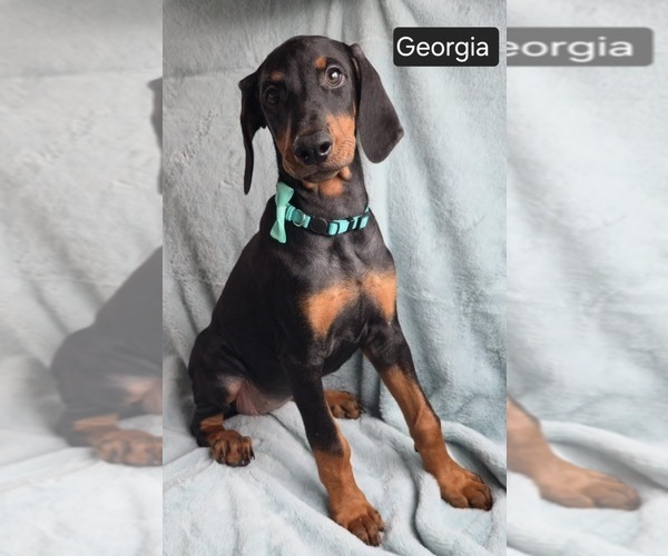 Medium Photo #5 Doberman Pinscher Puppy For Sale in POMEROY, OH, USA