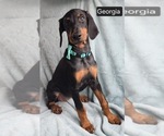 Small #4 Doberman Pinscher