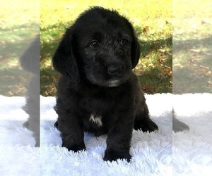 Miniature Labradoodle Puppy for sale in FREDERICKSBG, OH, USA