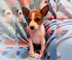 Small #3 Basenji