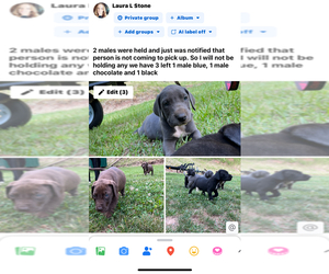 Great Dane Puppy for sale in RIPLEY, WV, USA